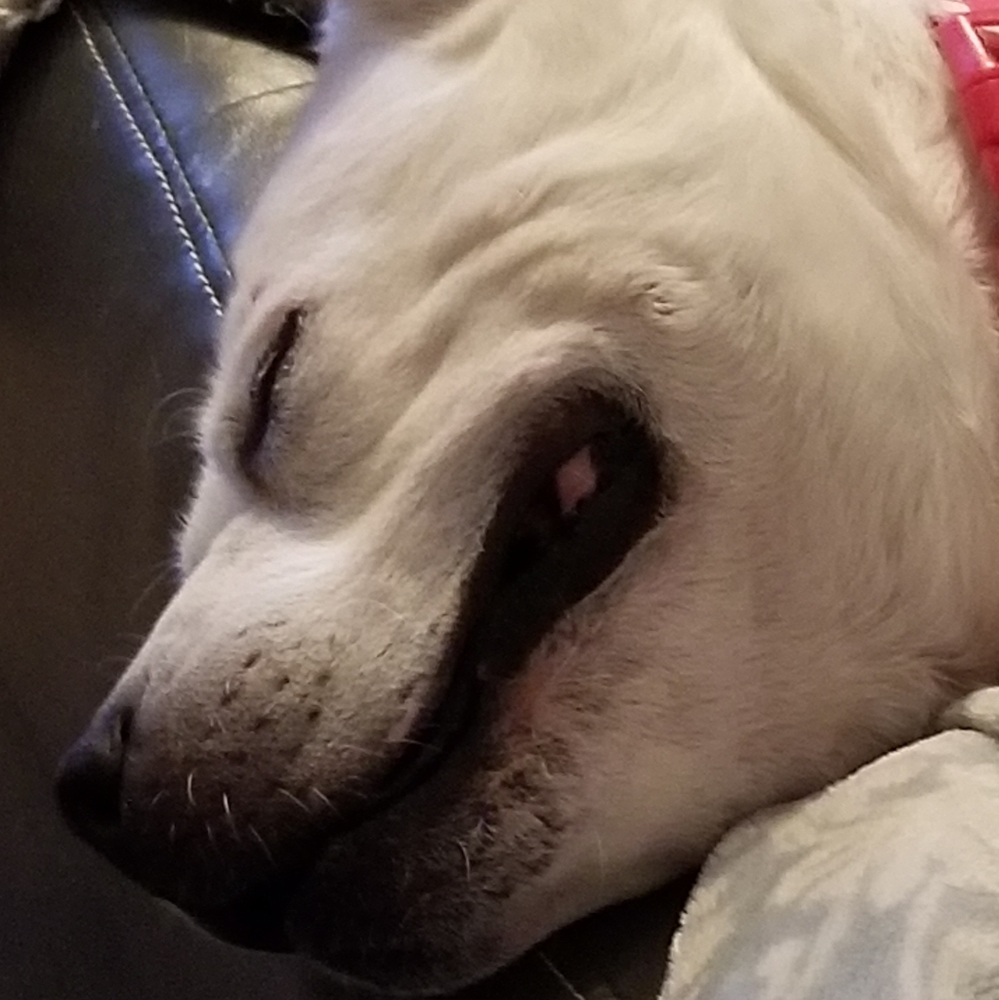 Bella - Picture 4 of 6